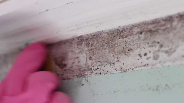 Best Environmental Consulting for Mold Prevention  in North Webster, IN